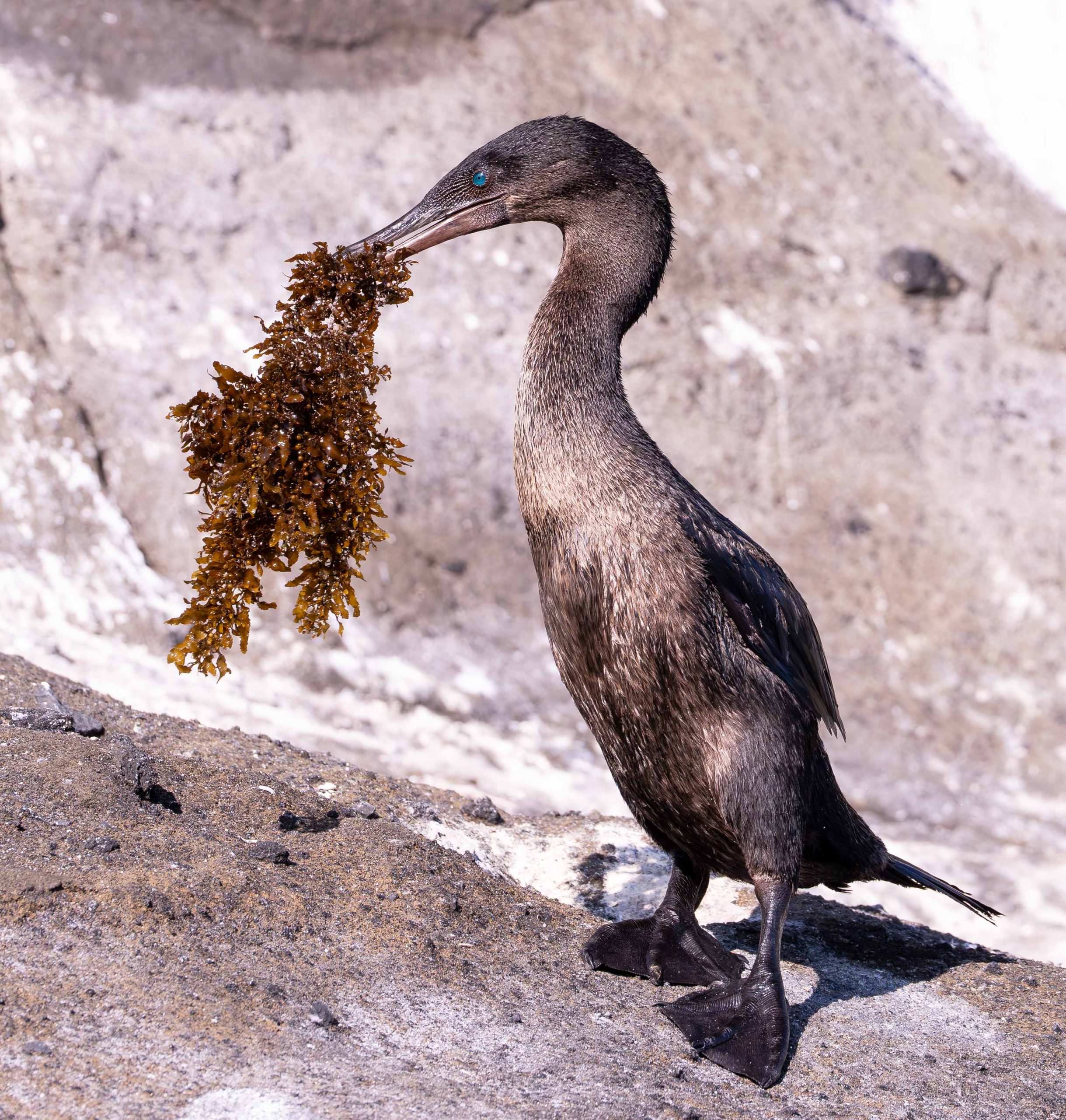 Flightless cormorant bringing seaweed to nest, tagus cove Isabela Island, Galapagos 2024