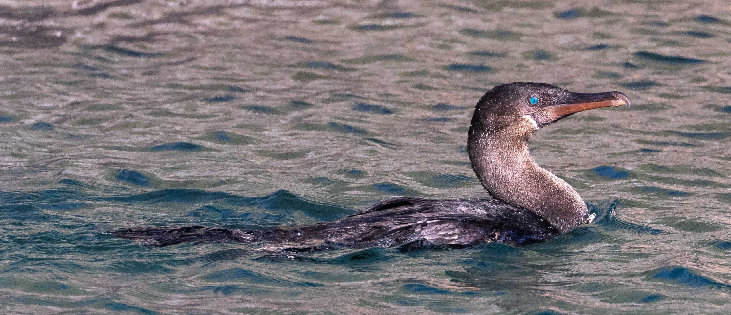Swimming flightless cormorant, tagus cove Isabela Island, Galapagos 2024